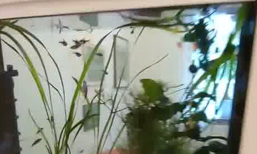 Bepflanztes Aquarium an der Wand des Wartezimmers, mit Wasserpflanzen und einem kleinen Fischschwarm